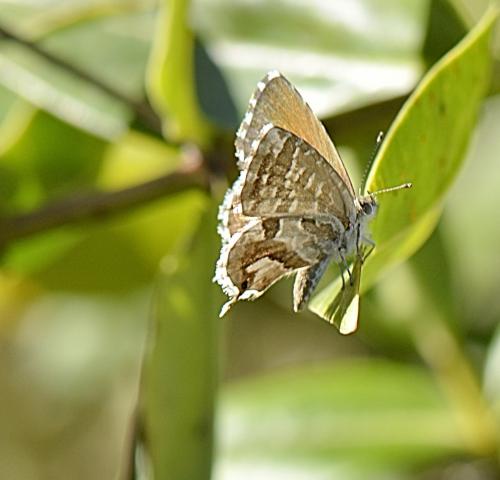 Cacyreus marshalli